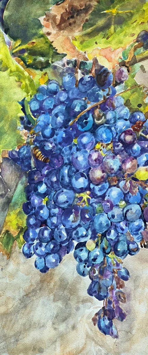 Wine on the Vine by Bronwen Jones