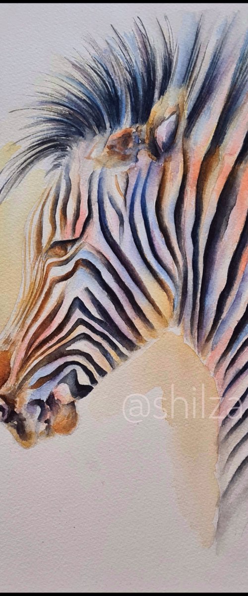 Zebra by Shilpi Sharma