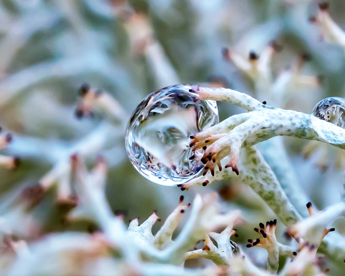 Inside the drop - macro photo of a drop in lichens, limited edition print by Inna Etuvgi