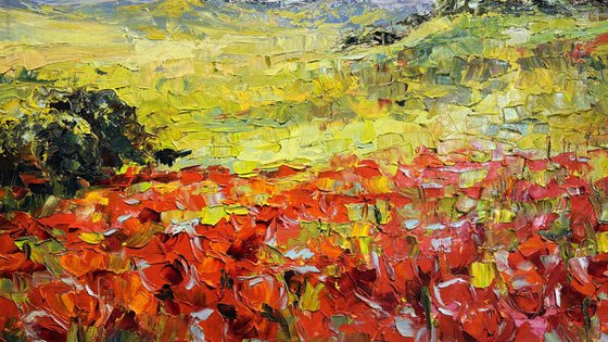 "Poppies of Tuscany.Sunny day."