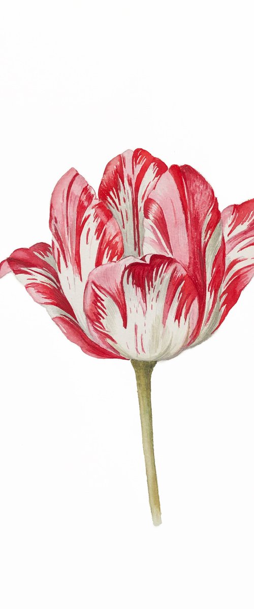 Tulip. My interpretation of a work by the German artist Jacob Marrel (1614-1681). Watercolour. by Nataliia Kupchyk