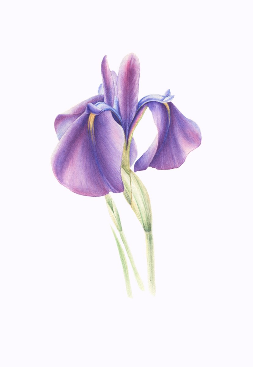 Violet Iris -Reticulata Joyce-?, Original Watercolor by Alona Hrinchuk