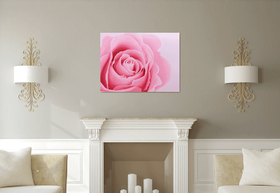 Majesty. Rose