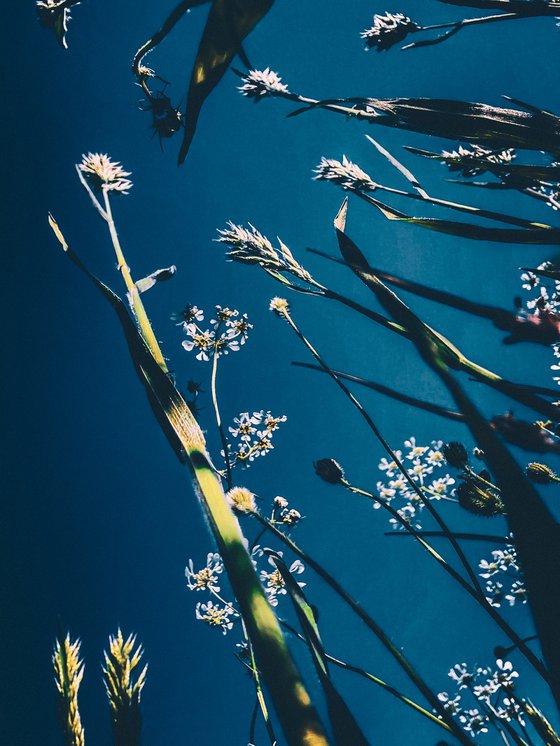 Flowers to the sky