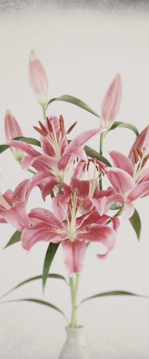 Lilies # 2 by Louise O'Gorman