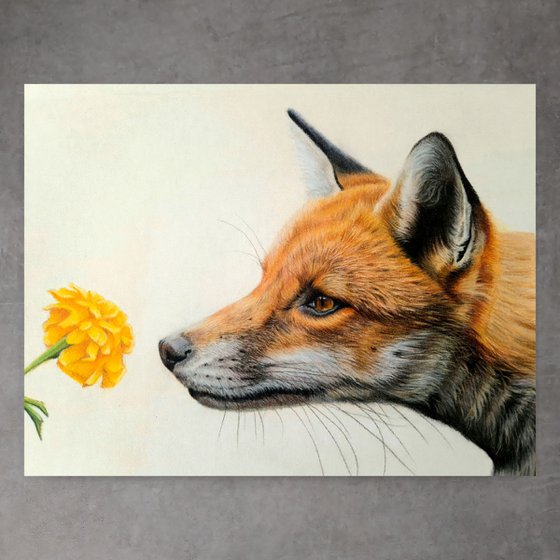 Red Fox Portrait 'Curiosity'
