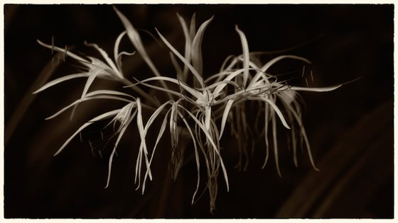 living nature 06