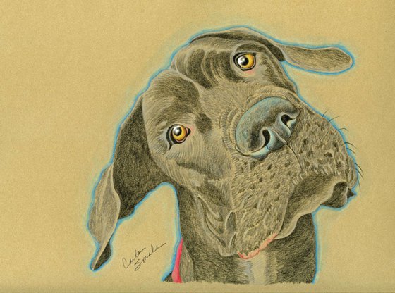 Pet Dog Great Dane Art Original Drawing-Carla Smale