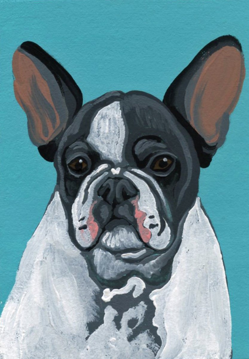 Pied French Bulldog by Carla Smale