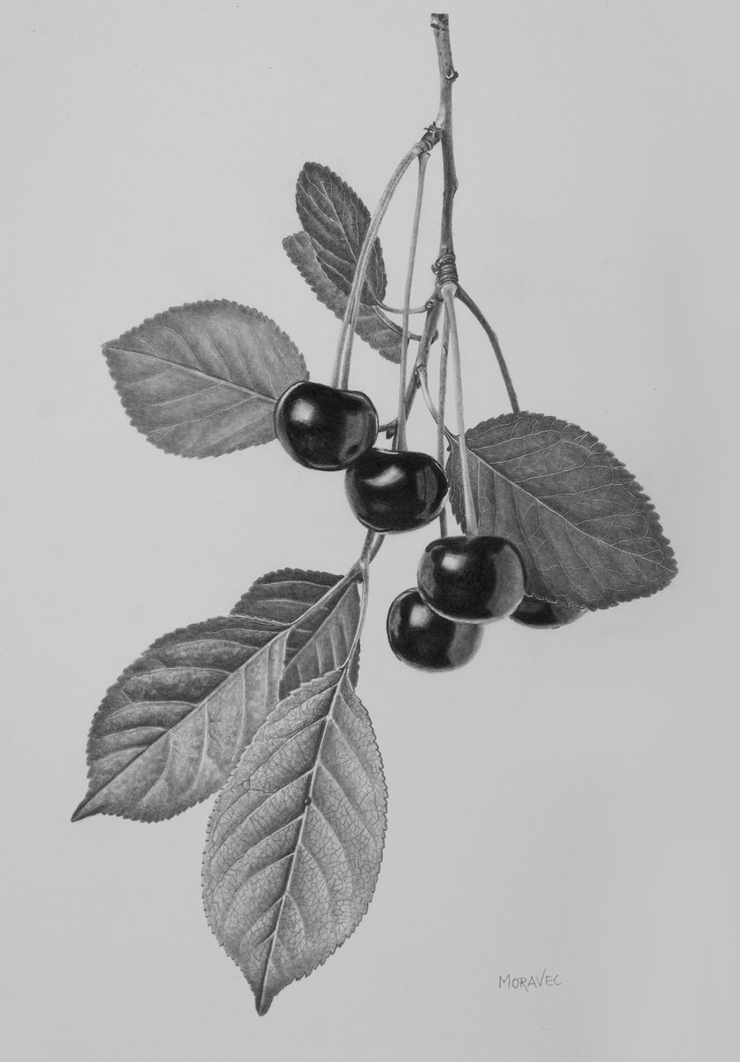 Cherry Twig by Dietrich Moravec