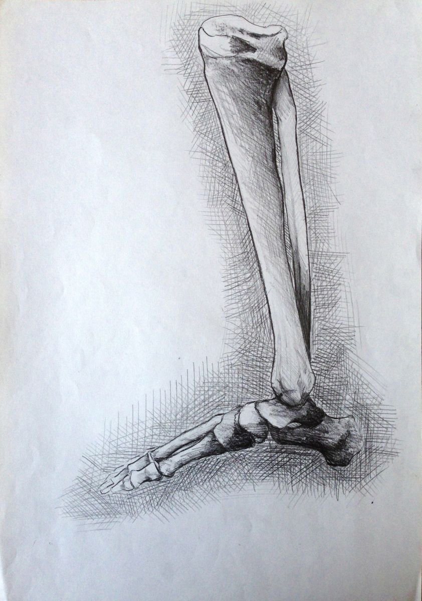 - anatomy 2 - leg bones Pencil drawing by Sasha | Artfinder