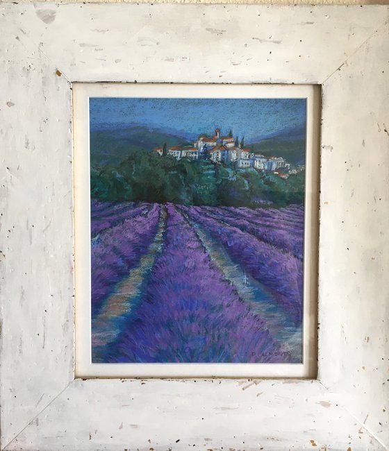 Lavender fields of France