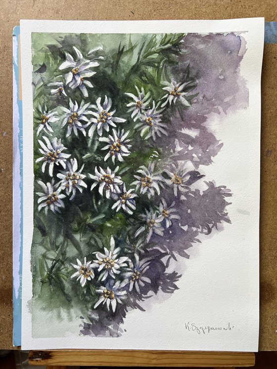 Edelweiss