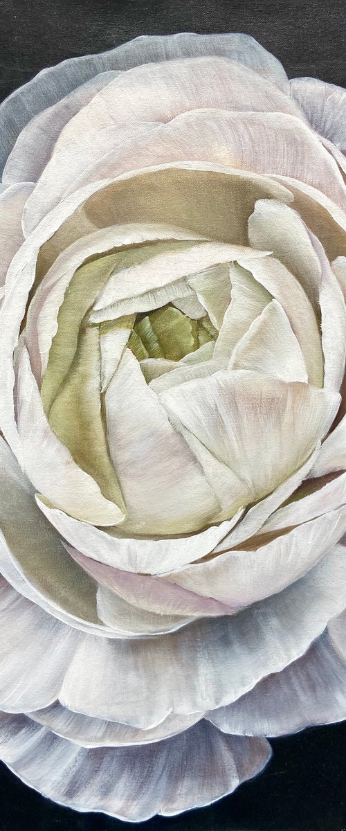 RANUNCULUS  70/70cm by Alexandra Ozerova