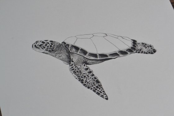 Sea Turtle