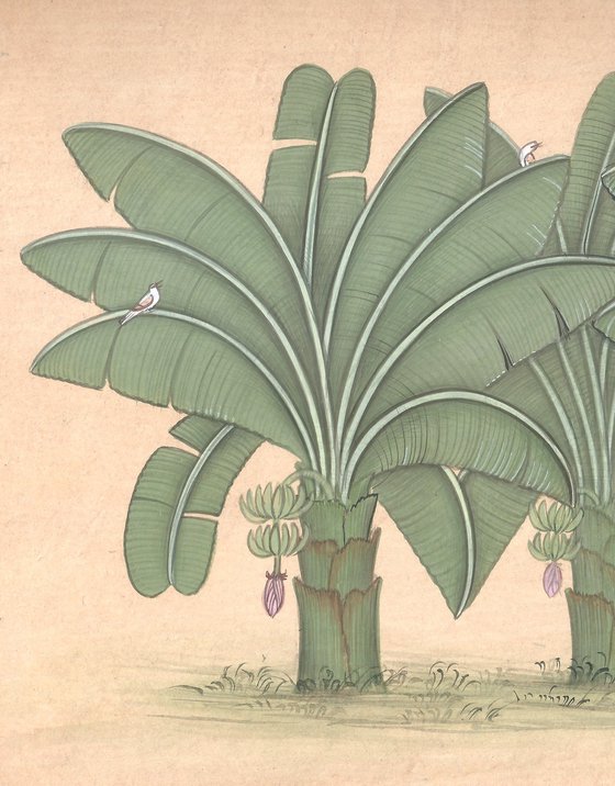 Royal Banana Plant | Indian Miniature Art