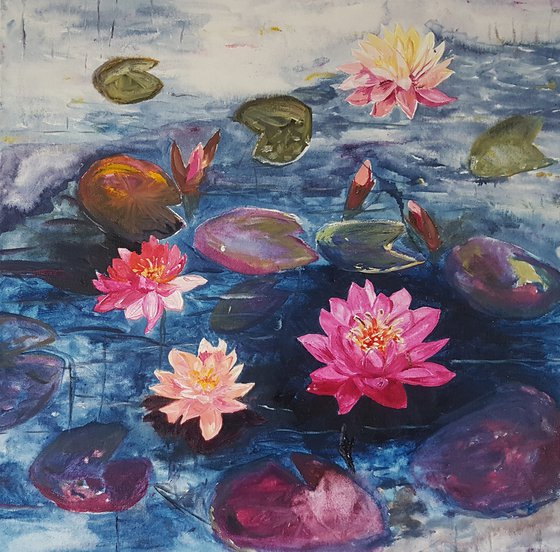 Water lilies: Like jewels on the water