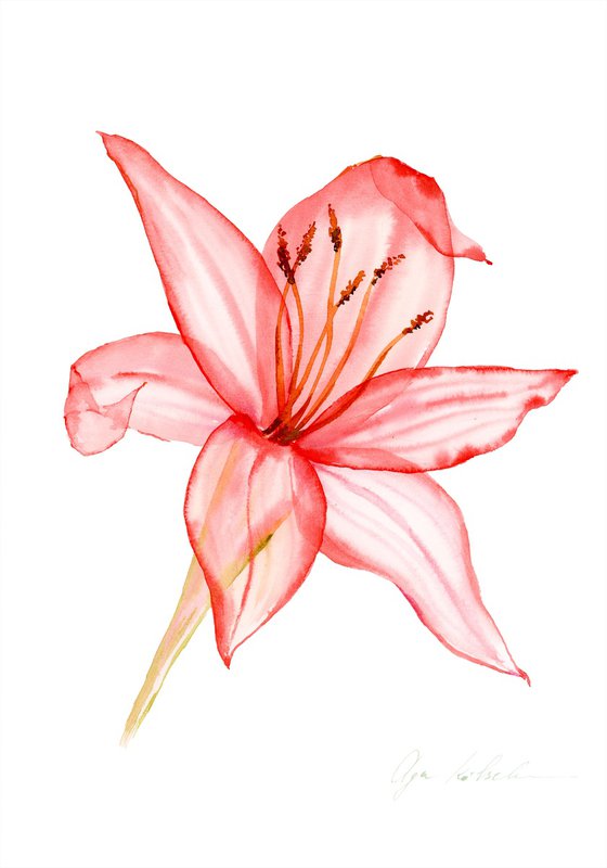 Transparent Red Lily Flower