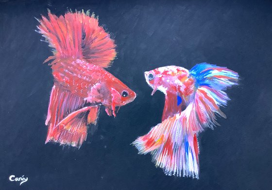 Siamese fighting fish