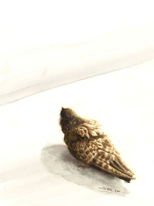 Lone Pigeon by Susan Perez