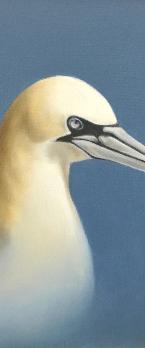 Gannet by Mike Skidmore