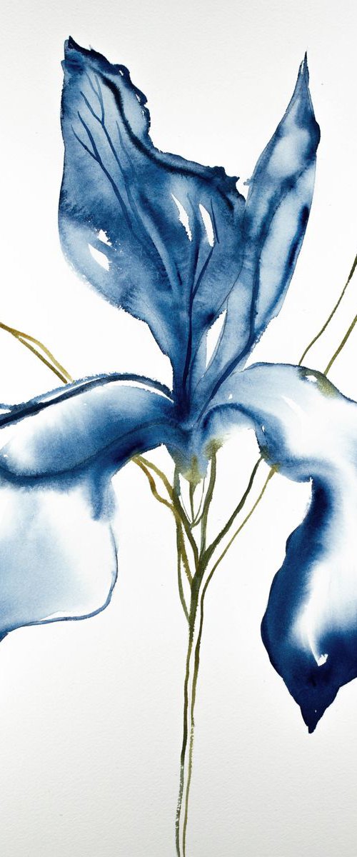 Iris No. 94 by Elizabeth Becker