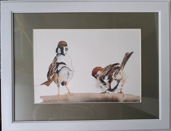 A Pair of sparrows Wild birds