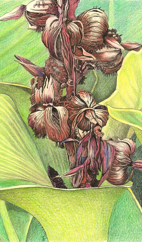 CANNA PLANT by Nives Palmić
