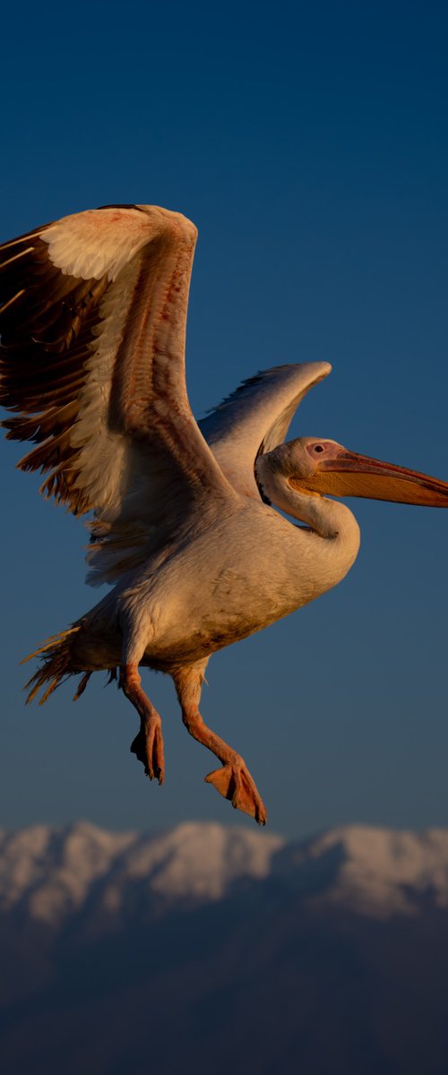 Golden Pelican by Nick Dale