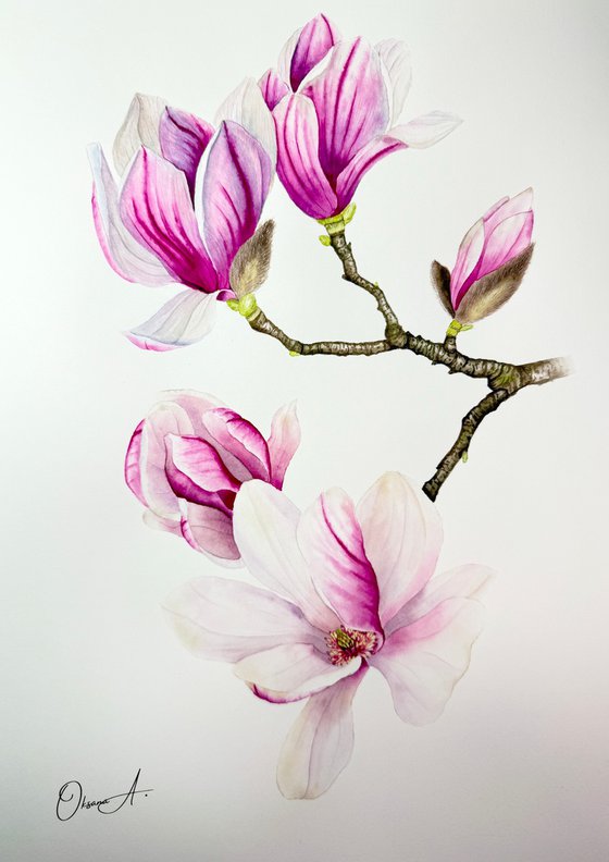 Magnolia Branch