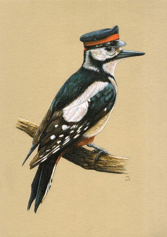 Original pastel drawing bird "Great spotted woodpecker"