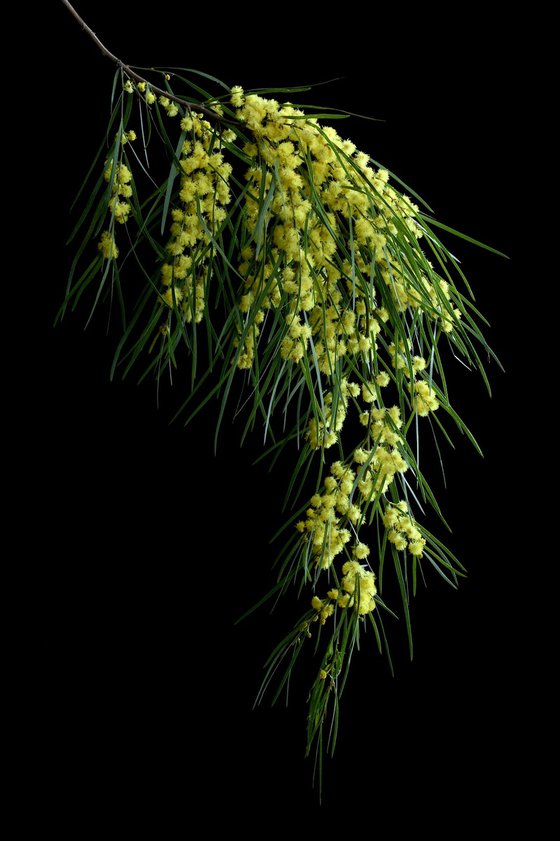 Bower Wattle