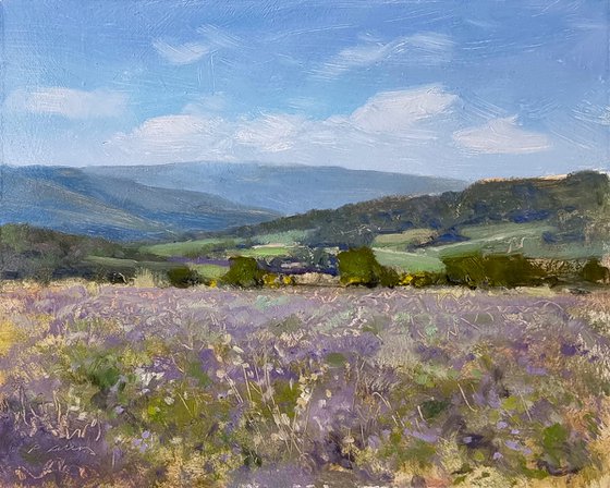 Lavender Field near the Ventoux