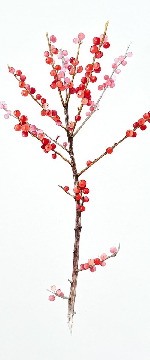 Holly branch with red berries. Original watercolor artwork. by Nataliia Kupchyk
