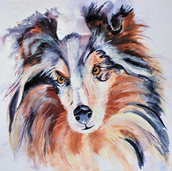 Long Haired Collie 2
