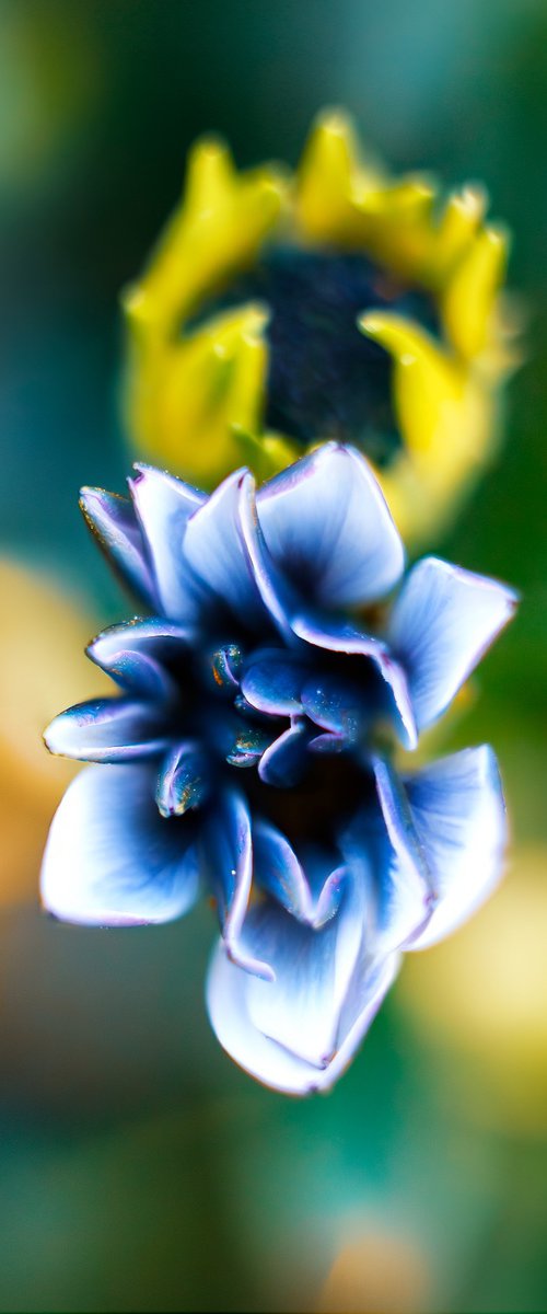 Dancing Marguerites - matted by Inna Etuvgi