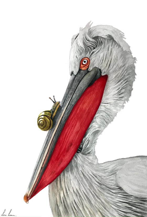 Dalmatian Pelican