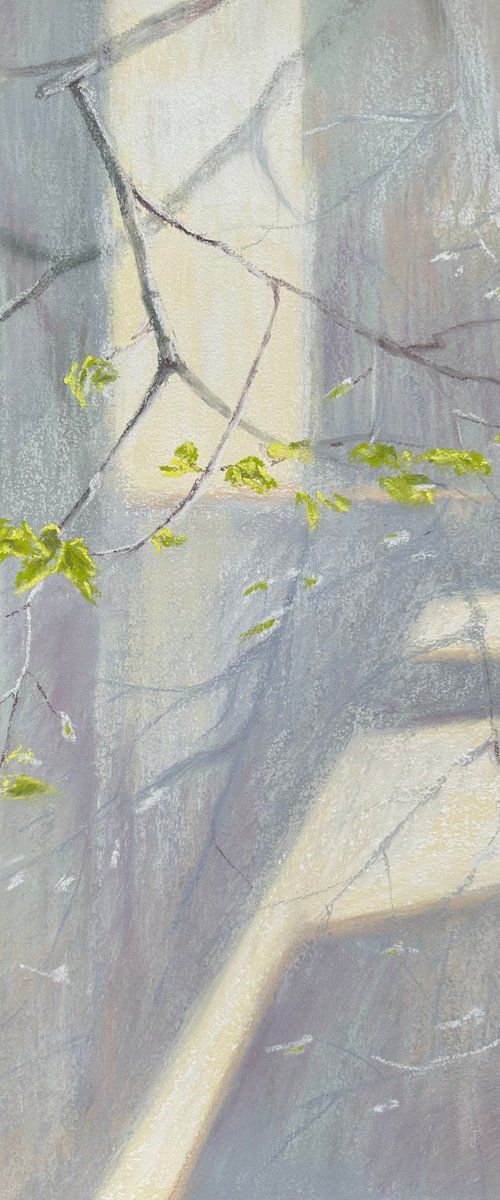 Linden. Overwintered by Alla Semenova