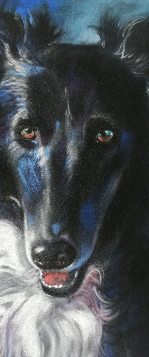 Original pastel drawing of a Borsoi, Wippet, Greyhound. by Olga David