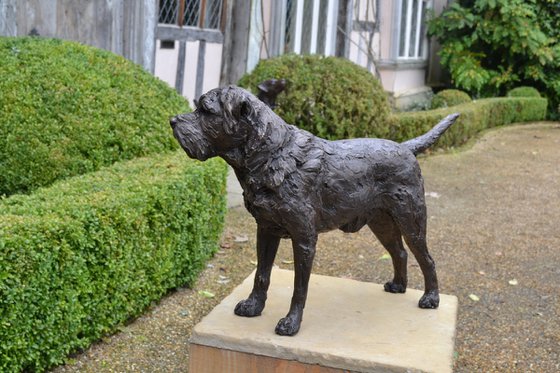 Standing Border Terrier BR