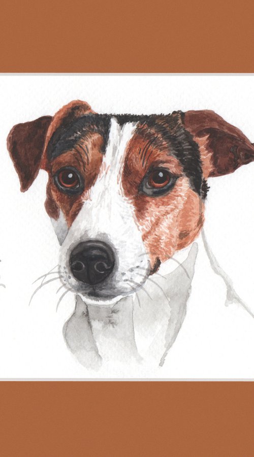 Jack Russel Terrier by Jolanta Czarnecka