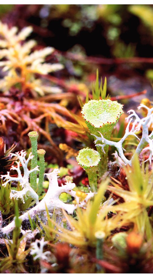 Forest mossy wonderland by Inna Etuvgi