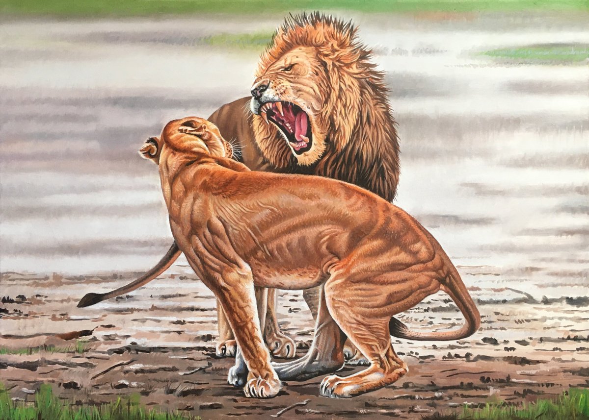 Photorealistic Animal Oil Painting By Alexander Titorenkov, 28 X 20, Lions 5, Original Artwork