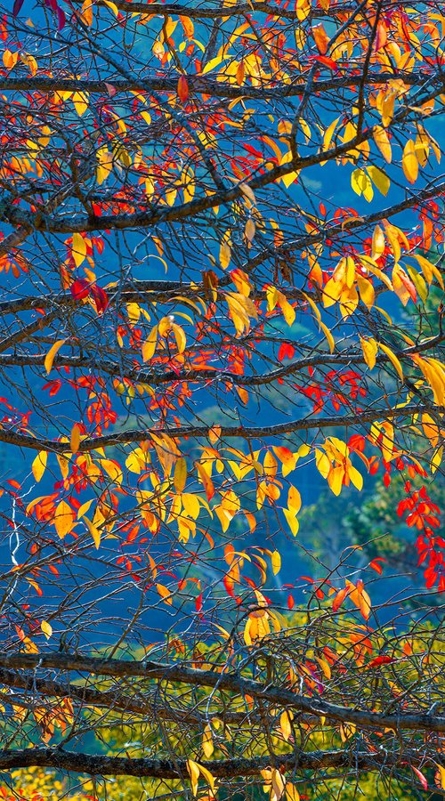 Autumn Tapestry by Nick Psomiadis