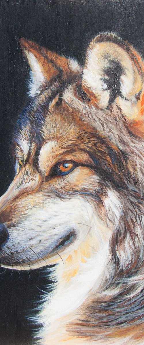 Wolf portrait by Norma Beatriz Zaro