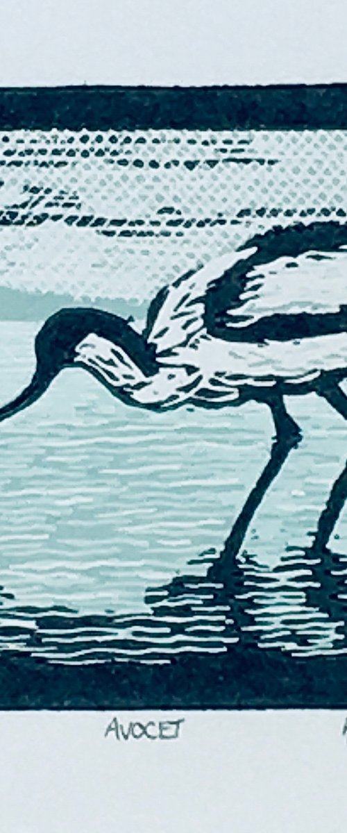 Avocet by Helen Maxfield