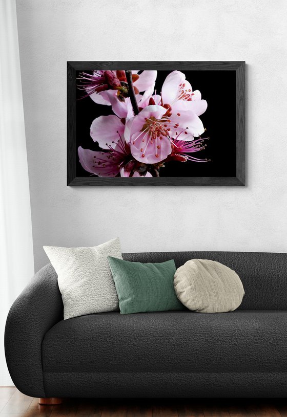 Spring Blossoms