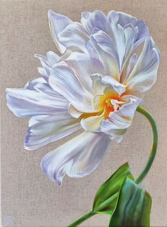 White tulip