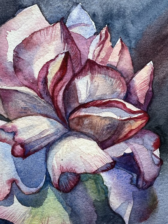 Pink rose, botanical painting. Painting of flowers.