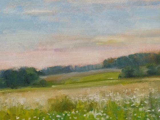 Field of daisies